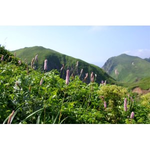 画像: 礼文島香深港から見内神社やスコトン岬と澄海岬や桃岩展望台や地蔵岩を観光して香深港へのタクシー手配