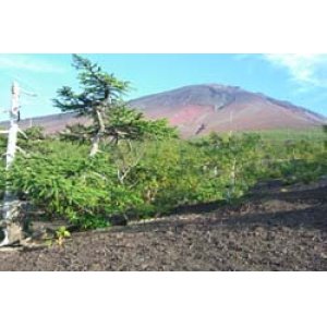 画像: 河口湖から富士山五合目や風穴や氷穴やいやしの里箱根を見学して石和温泉へのタクシー手配